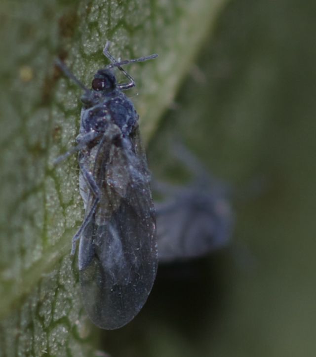 Aphididae: cfr. Pemphigus sp.